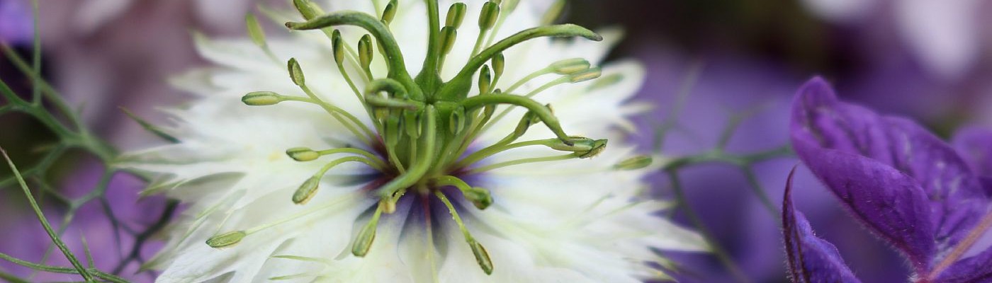TUCKSHOP FLOWERS